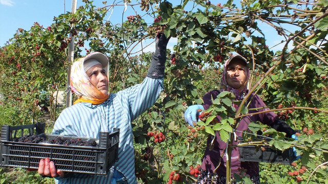 Mersin'de böğürtlen hasadına başlandı