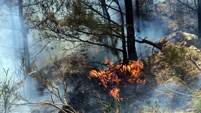 Muğla'da orman yangını