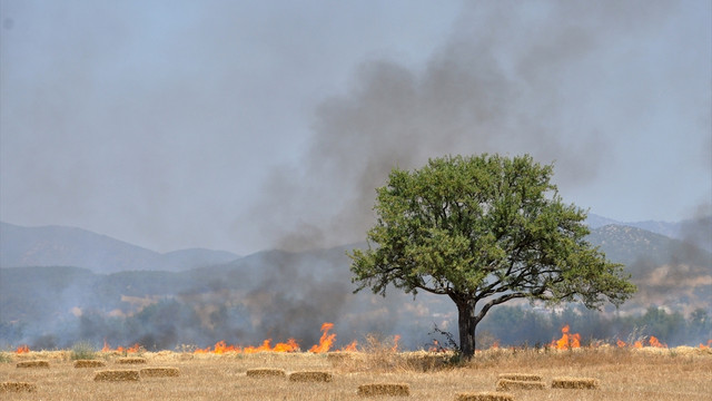Muğla'da tarla yangını