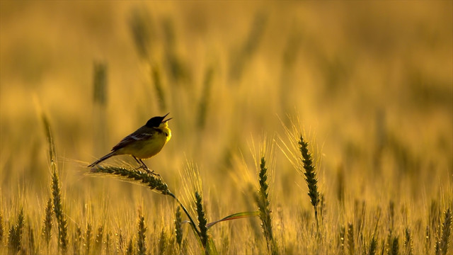 Nallıhan Kuş Cenneti 4. Foto Safari Yarışması