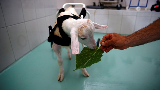 Ölümden dönen Şubat, yürümeyi öğreniyor