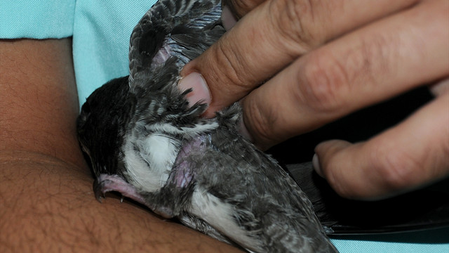 Orman yangınında zarar gören hayvanlar tedaviye alındı