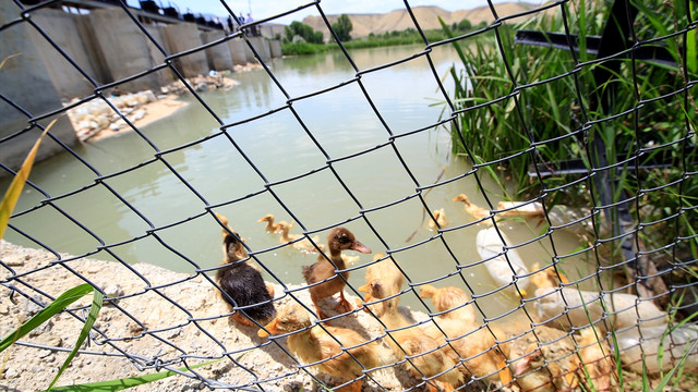 Pekin ördekleri doğaya salındı