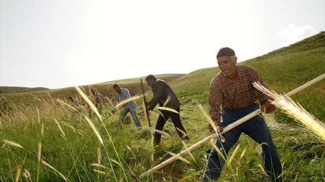 Ramazanda çiftçilerin zorlu mesaisi