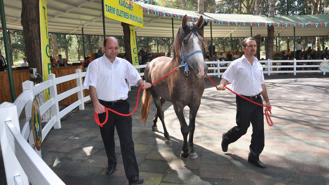 Safkan Arap taylarında 1,8 milyon lira gelir