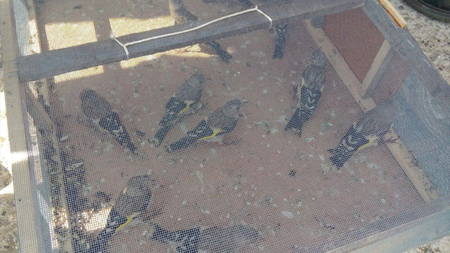 Saka kuşlarını satmak isterken yakalandı