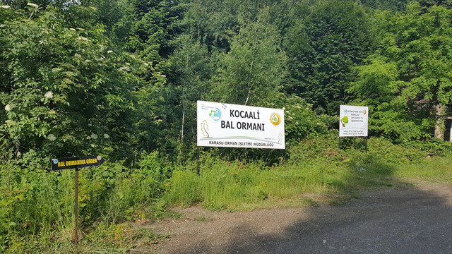 Sakarya'da Bal Ormanı Projesi