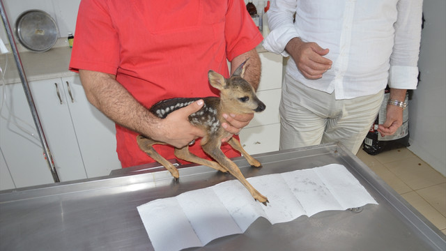 Sakarya'da yaralı halde bulunan karaca tedavi edildi