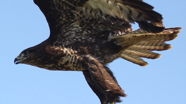 Samsun'da tedavi edilen şahin doğaya salındı