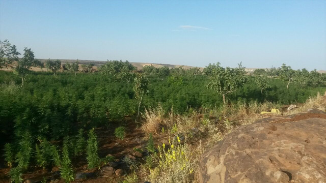 Şanlıurfa'da uyuşturucu operasyonu