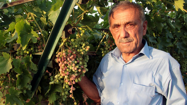 Sıcak hava daldaki üzümü yaktı
