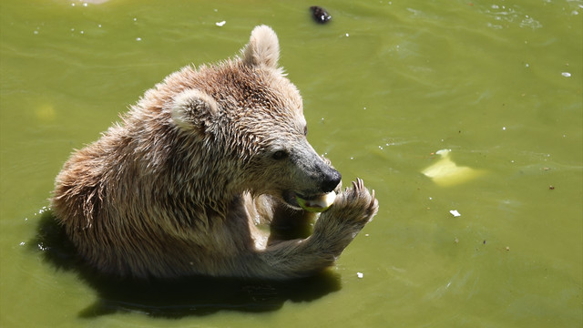 Sıcak hava hayvanat bahçesi sakinlerini etkiledi