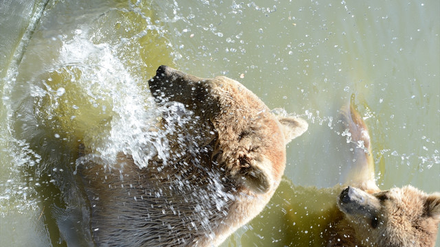 Sıcaktan bunalan hayvanlara buzlu meyve verildi