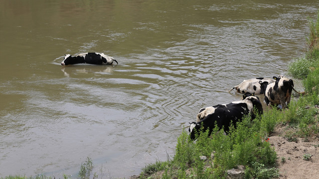 Sıcaktan bunalan inekler Meriç Nehrine girdi