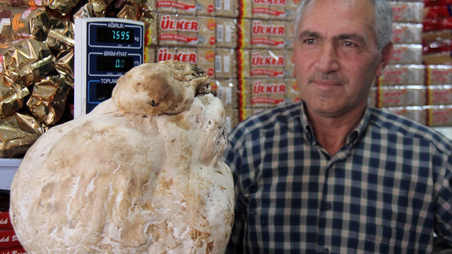 Sivas'ta 7,5 kilogramlık mantar bulundu