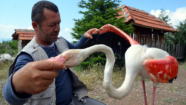 Tedavi edilen flamingo doğaya salındı