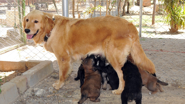 Terk edilen köpek ile yavrularına sahip çıktılar