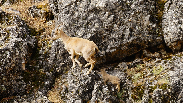 Tunceli dağları, yavru dağ keçileriyle şenlendi