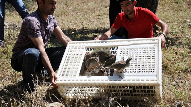 Tunceli'de bin kınalı keklik doğaya salındı
