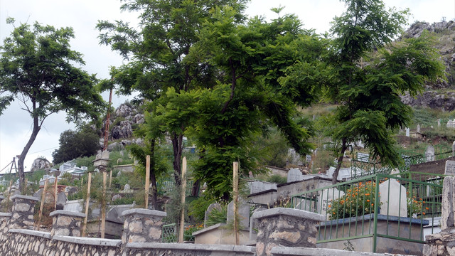 Turhal'da Her Kabre Bir Fidan projesi