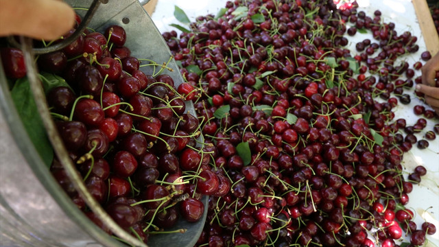 Uluborlu kirazında hasat başladı