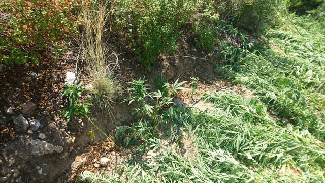 Uyuşturucu zanlıları fotokapanla tespit edildi