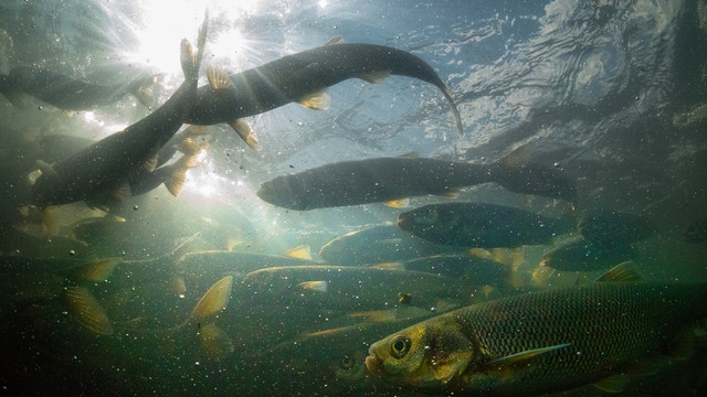 Van Gölü'nde 20 metrelik dikitler bulundu