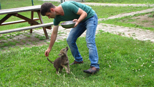 Yavru kurtlar yaban hayatına alıştırılacak
