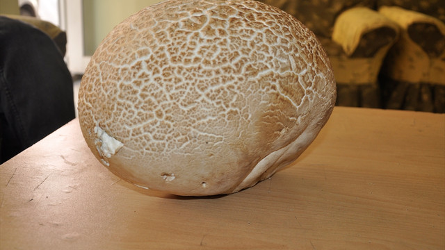 Yozgatta 3,3 kilogram ağırlığında mantar bulundu