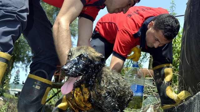 Zifte yapışan köpek yavrusu kurtarıldı