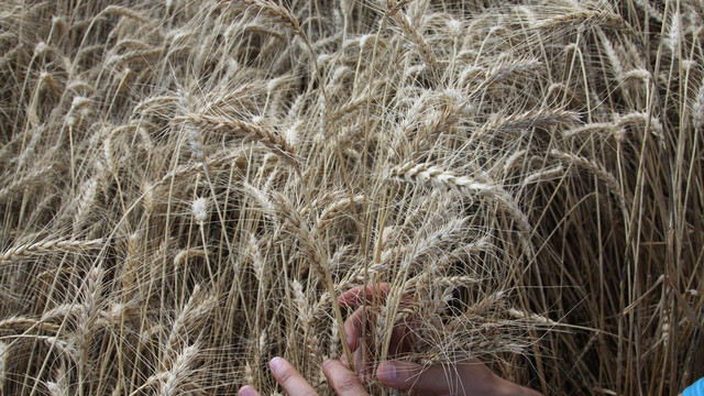 Anıza Doğrudan Ekim Tarla Günü