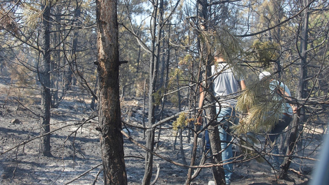 Ankara'daki orman yangını