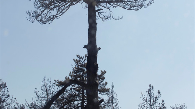 Ankara'daki orman yangını