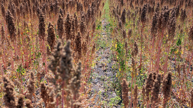 Astronot gıdası, Tekirdağ'da da yetişecek