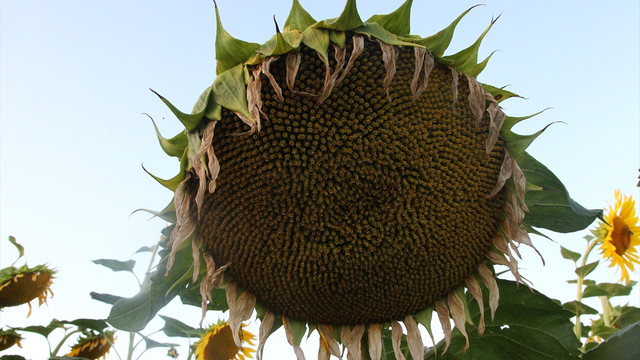Ayçiçeğinde rekolte artışı beklentisi