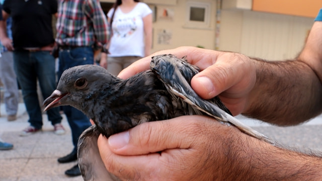 Balık ağına takılan güvercini vatandaşlar kurtardı