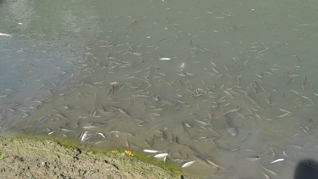 Bartın Irmağı'nda toplu balık ölümü