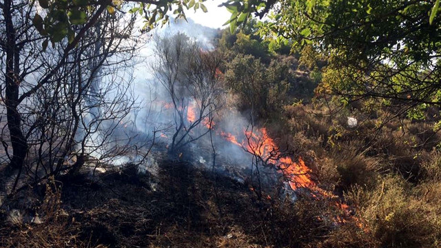 Bodrum'da makilik alanda yangın