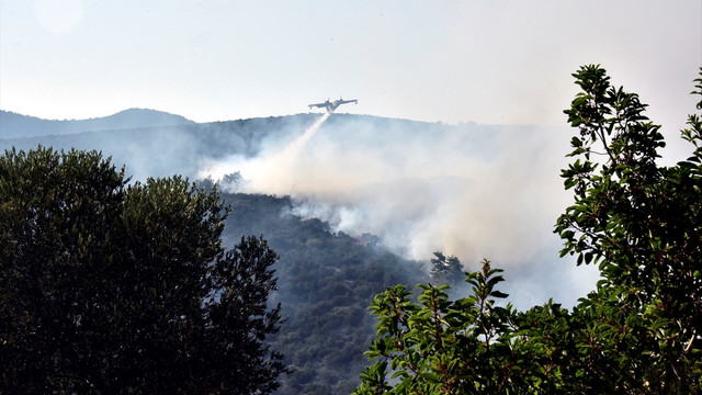Bodrum'da orman yangını