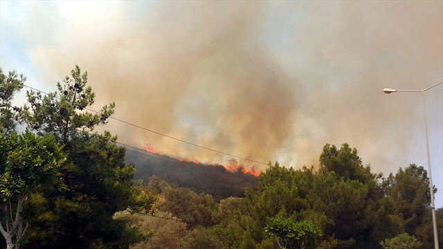 Bodrum'da orman yangını