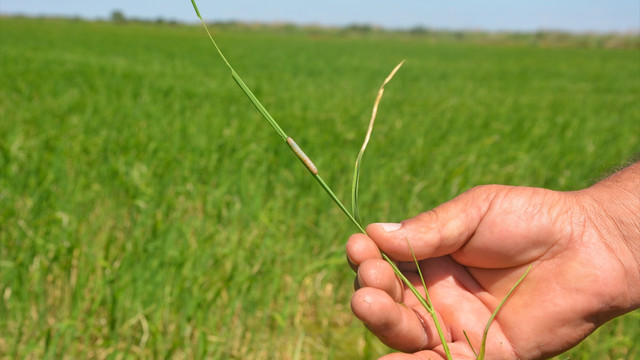 Çeltik tarlalarına tırtıllar dadandı