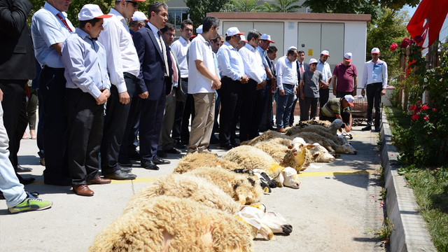 Darbe girişimi püskürtüldüğü için kurban kestiler