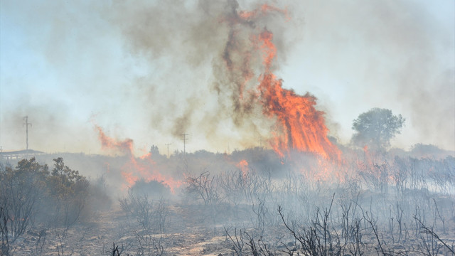 Didim’de makilik alanda yangın
