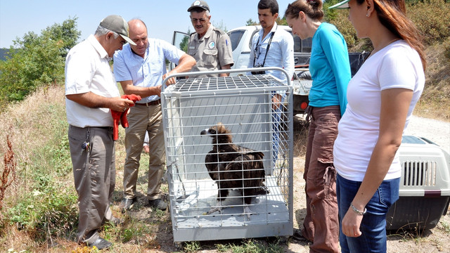Eskişehir'de 2 kara akbaba doğaya bırakıldı