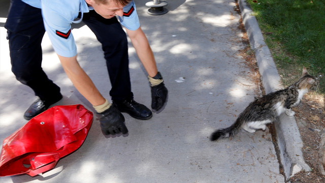 Eskişehir'de ağaçtan kedi kurtarma operasyonu