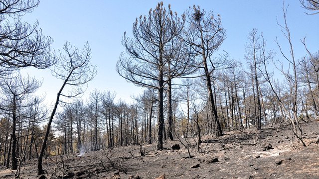 Eskişehir'deki orman yangını