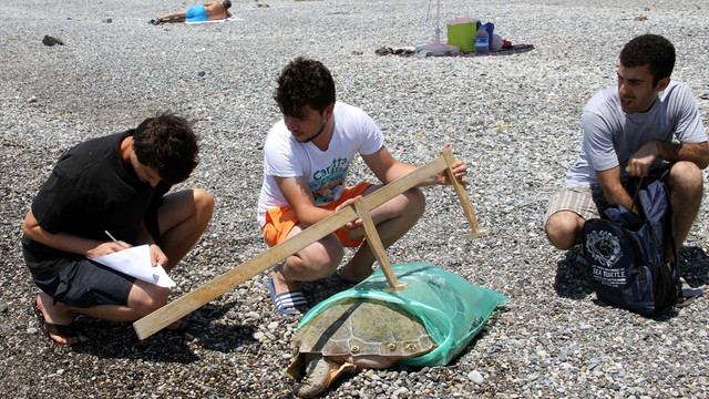 Fethiye sahilinde ölü caretta caretta bulundu