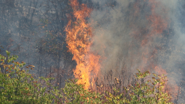 Gönen'de orman yangını