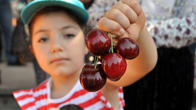 İhracat kirazı festivalde görücüye çıktı