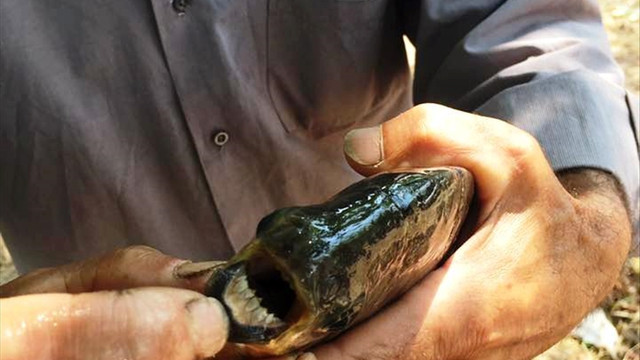 İznik Gölü'nde insan dişli balık yakalandı